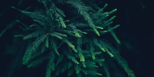 Cypress: Nature's Evergreen Elegance in Perfumery