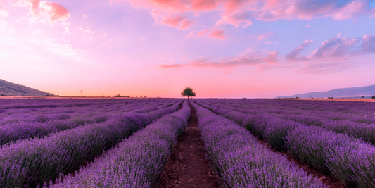 lavender